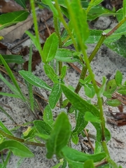 Rudbeckia hirta image