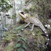Acanthosaura cardamomensis - Photo (c) Ingkayut Sa-ar,  זכויות יוצרים חלקיות (CC BY-NC), הועלה על ידי Ingkayut Sa-ar