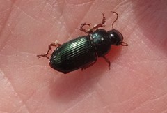 Harpalus rubripes
