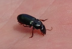 Harpalus rubripes