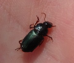 Harpalus rubripes