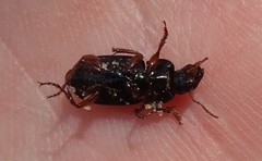 Harpalus rubripes
