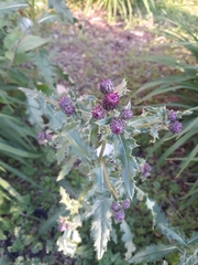 Cirsium arvense