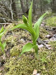 Cypripedium parviflorum