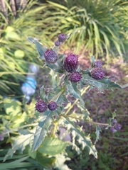 Cirsium arvense