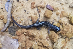 Plethodon glutinosus