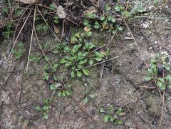Viola cleistogamoides