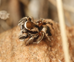 Habronattus clypeatus