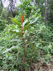 Pentagonia macrophylla