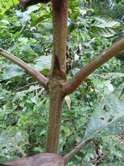 Pentagonia macrophylla