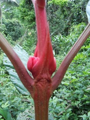 Pentagonia macrophylla