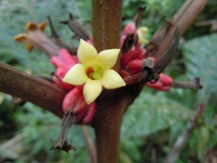 Pentagonia macrophylla