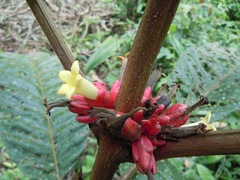 Pentagonia macrophylla