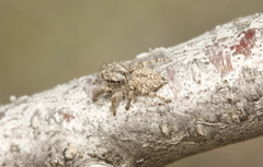 Habronattus hirsutus
