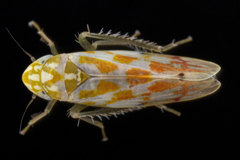 Eratoneura parallela