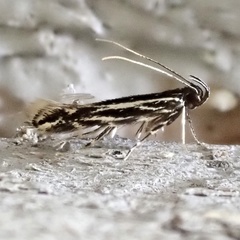 Eralea albalineella