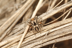 Habronattus clypeatus