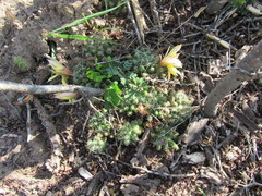 Mammillaria sphaerica
