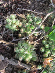 Mammillaria sphaerica
