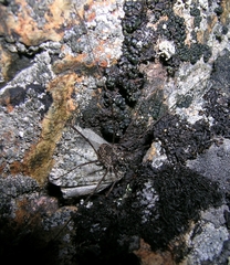 Leptobunus