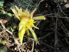 Mammillaria sphaerica