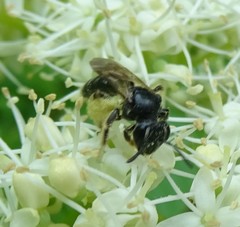 Andrena integra