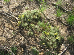 Mammillaria sphaerica