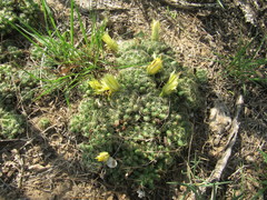 Mammillaria sphaerica