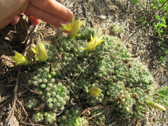 Mammillaria sphaerica