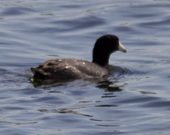 Fulica americana