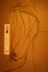 Carex vesicaria
