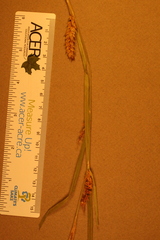 Carex vesicaria