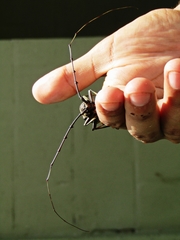 Juiaparus batus lacordairei
