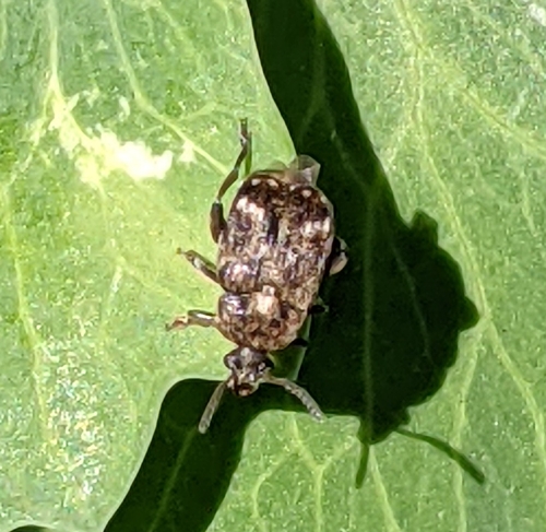 Pea Beetle photo 3
