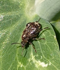 Bruchus pisorum