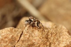 Habronattus clypeatus