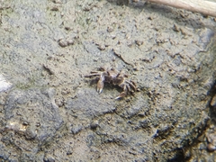 Ilyoplax formosensis