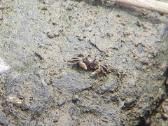 Ilyoplax formosensis