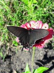 Parides bunichus damocrates