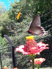 Parides bunichus damocrates