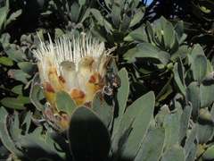 Protea subvestita