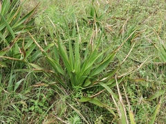 Yucca rupicola