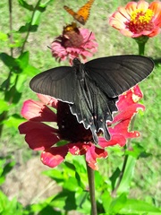 Parides bunichus damocrates