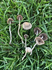 Panaeolus foenisecii