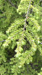 Tsuga canadensis