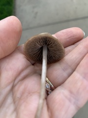 Panaeolus foenisecii