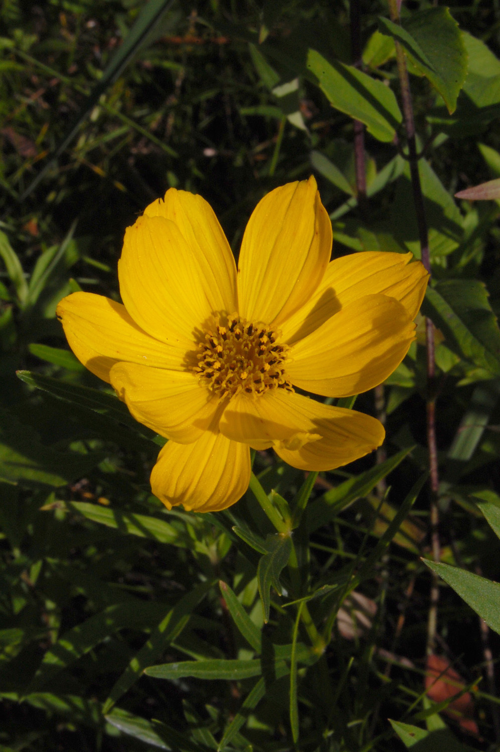 Coreopsis palmata