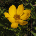 Prairie Coreopsis - Photo (c) Peter Gorman, some rights reserved (CC BY-NC-SA)