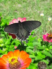Parides bunichus damocrates
