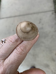 Panaeolus foenisecii